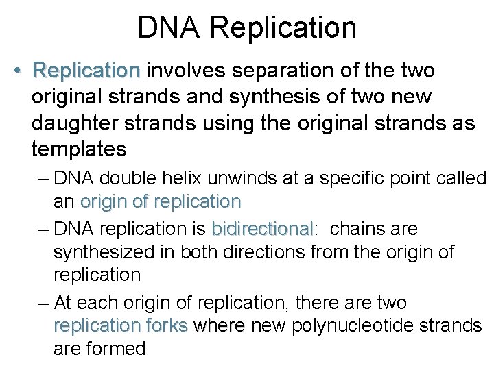 DNA Replication • Replication involves separation of the two original strands and synthesis of