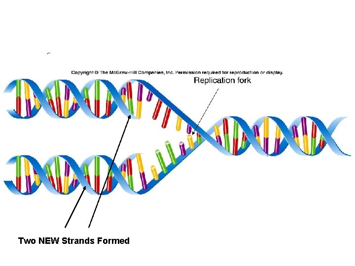 Two NEW Strands Formed 