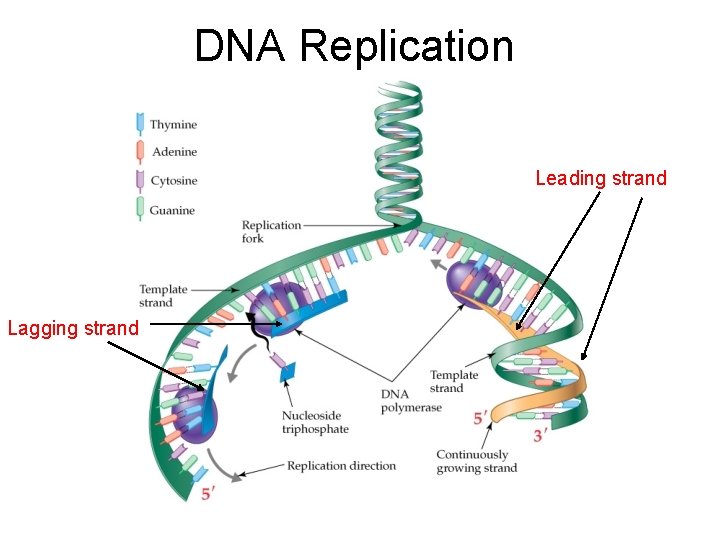 DNA Replication Leading strand Lagging strand 