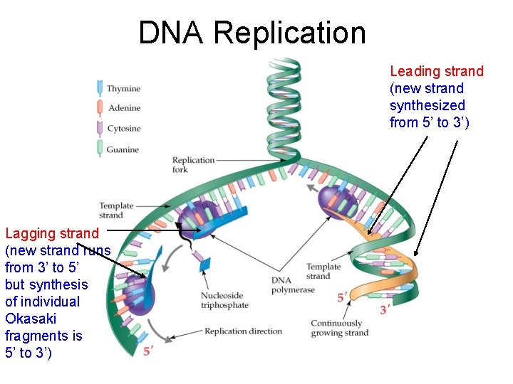 DNA Replication Leading strand (new strand synthesized from 5’ to 3’) Lagging strand (new