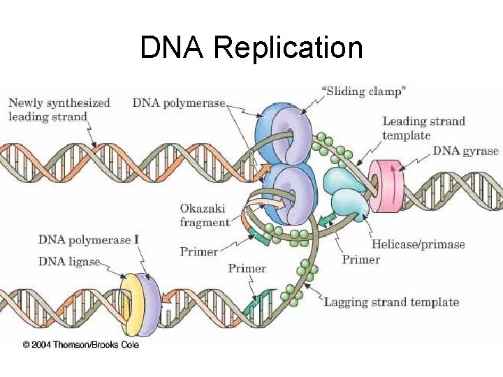 DNA Replication 