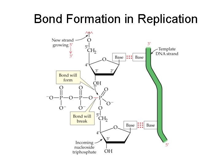 Bond Formation in Replication 
