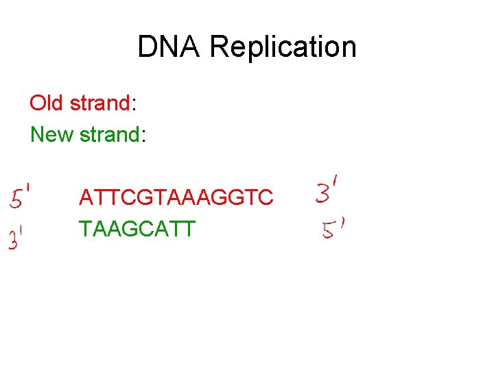 DNA Replication Old strand: New strand: ATTCGTAAAGGTC TAAGCATT 