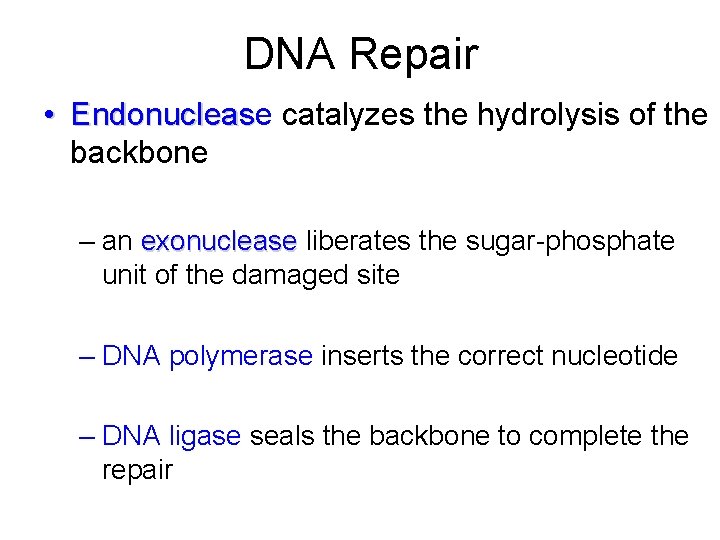 DNA Repair • Endonuclease Endonucleas catalyzes the hydrolysis of the backbone – an exonuclease