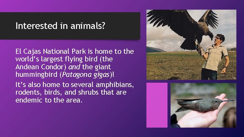 Interested in animals? El Cajas National Park is home to the world’s largest flying