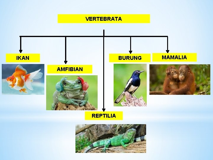 VERTEBRATA IKAN BURUNG AMFIBIAN REPTILIA MAMALIA 