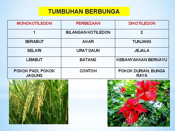 TUMBUHAN BERBUNGA MONOKOTILEDON PERBEZAAN DIKOTILEDON 1 BILANGAN KOTILEDON 2 SERABUT AKAR TUNJANG SELARI URAT