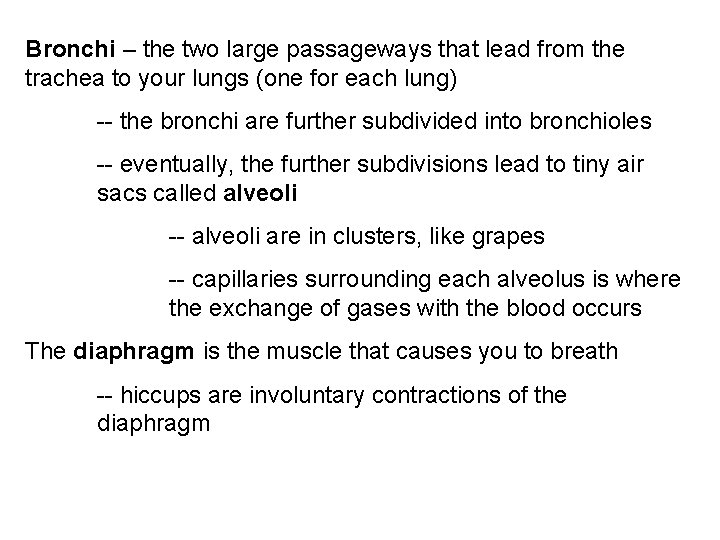 Bronchi – the two large passageways that lead from the trachea to your lungs