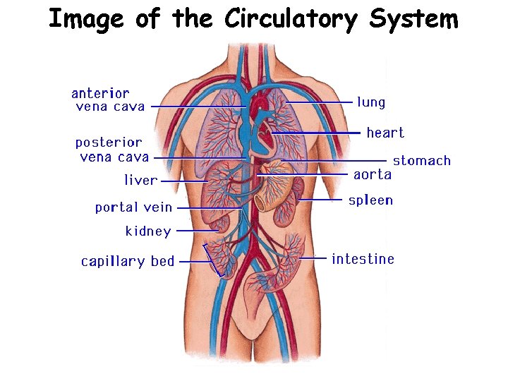 Image of the Circulatory System 