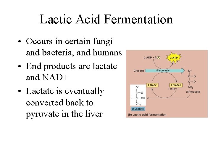 Fermentation and Control of Cellular Respiration AP Biology
