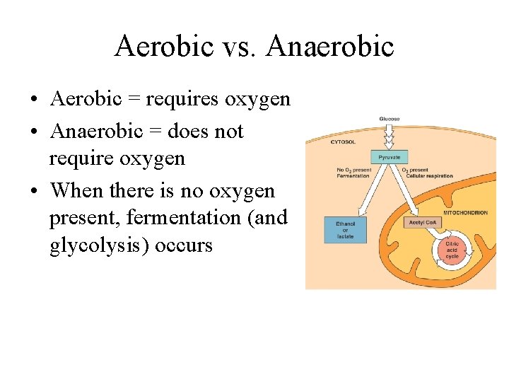 Aerobic vs. Anaerobic • Aerobic = requires oxygen • Anaerobic = does not require
