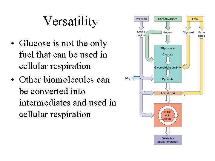 Versatility • Glucose is not the only fuel that can be used in cellular