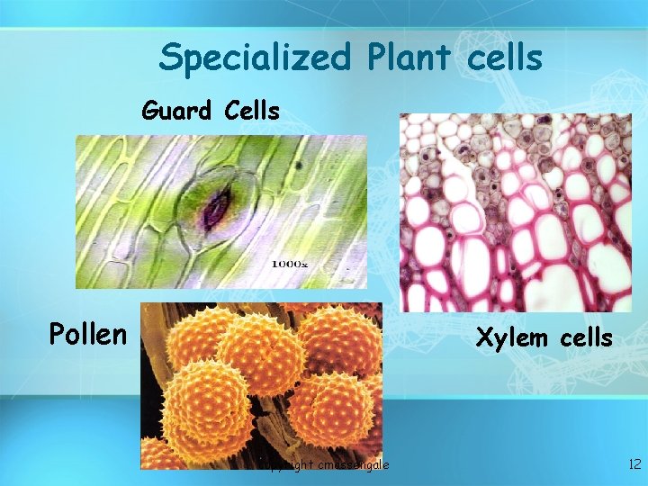 Specialized Plant cells Guard Cells Pollen Xylem cells copyright cmassengale 12 