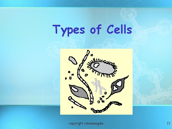 Types of Cells copyright cmassengale 13 
