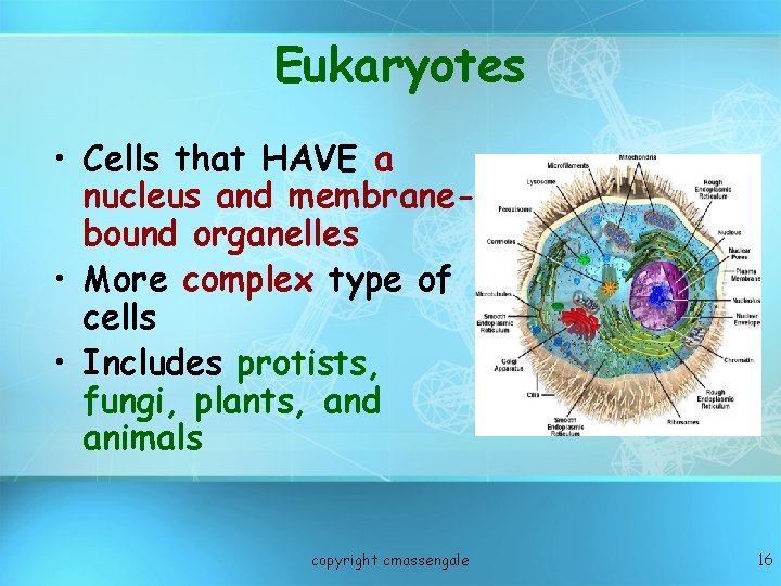Eukaryotes • Cells that HAVE a nucleus and membranebound organelles • More complex type