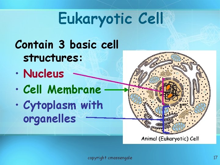 Eukaryotic Cell Contain 3 basic cell structures: • Nucleus • Cell Membrane • Cytoplasm