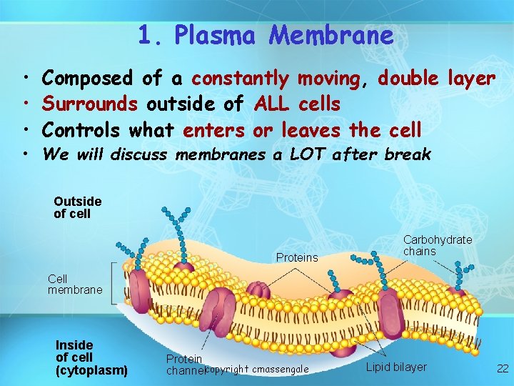 1. Plasma Membrane • Composed of a constantly moving, double layer • Surrounds outside