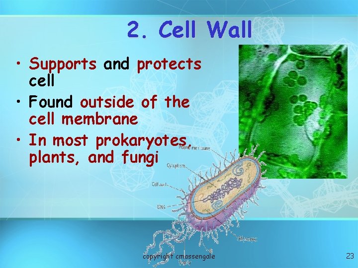 2. Cell Wall • Supports and protects cell • Found outside of the cell