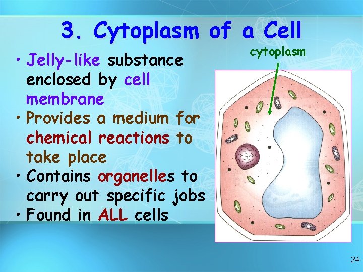 3. Cytoplasm of a Cell • Jelly-like substance enclosed by cell membrane • Provides