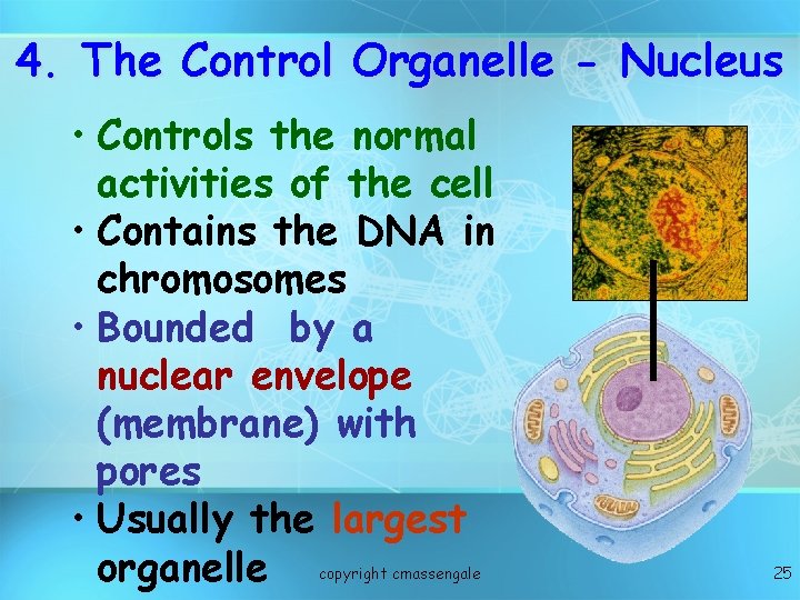 4. The Control Organelle - Nucleus • Controls the normal activities of the cell