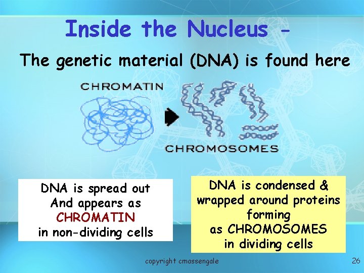 Inside the Nucleus The genetic material (DNA) is found here DNA is spread out