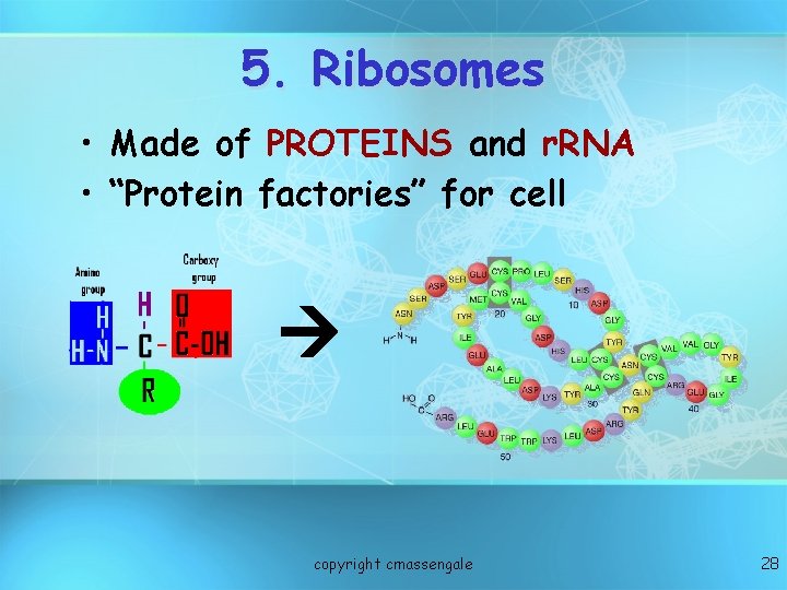 5. Ribosomes • Made of PROTEINS and r. RNA • “Protein factories” for cell