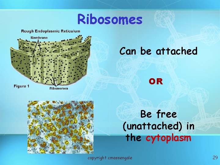 Ribosomes Can be attached OR Be free (unattached) in the cytoplasm copyright cmassengale 29