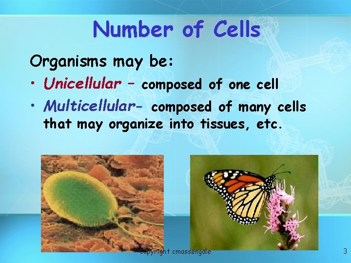 Number of Cells Organisms may be: • Unicellular – composed of one cell •