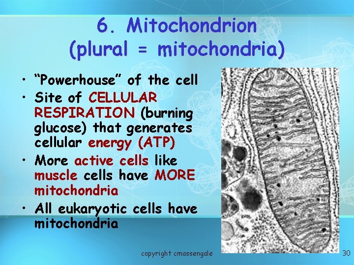 6. Mitochondrion (plural = mitochondria) • “Powerhouse” of the cell • Site of CELLULAR