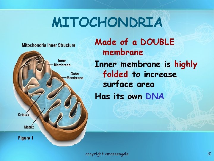 MITOCHONDRIA Made of a DOUBLE membrane Inner membrane is highly folded to increase surface