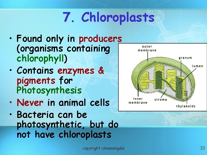 7. Chloroplasts • Found only in producers (organisms containing chlorophyll) • Contains enzymes &
