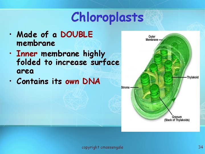 Chloroplasts • Made of a DOUBLE membrane • Inner membrane highly folded to increase