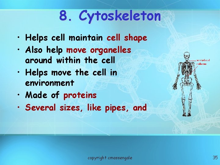 8. Cytoskeleton • Helps cell maintain cell shape • Also help move organelles around