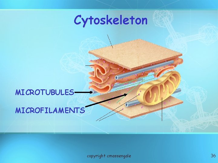 Cytoskeleton MICROTUBULES MICROFILAMENTS copyright cmassengale 36 