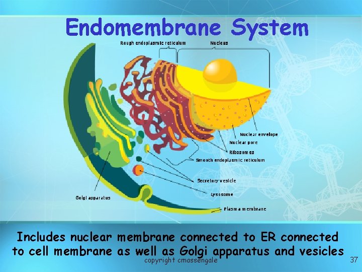 Endomembrane System Includes nuclear membrane connected to ER connected to cell membrane as well