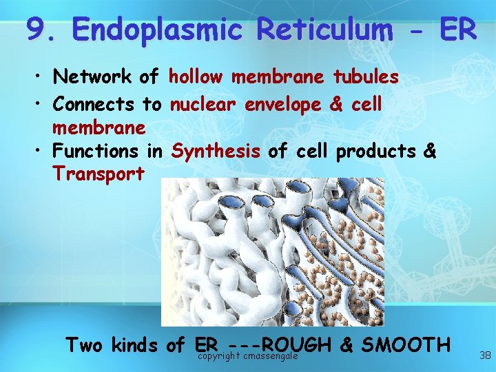 9. Endoplasmic Reticulum - ER • Network of hollow membrane tubules • Connects to