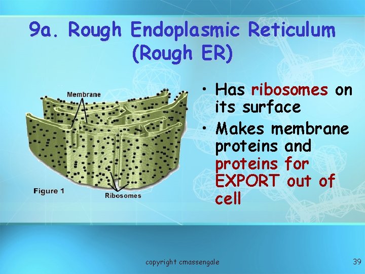 9 a. Rough Endoplasmic Reticulum (Rough ER) • Has ribosomes on its surface •
