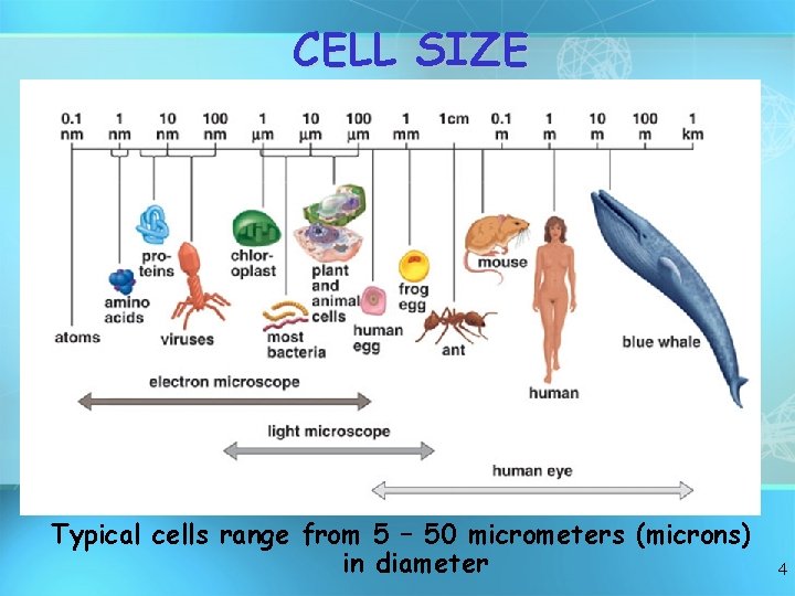 CELL SIZE Typical cells range from 5 – 50 micrometers (microns) in diameter 4