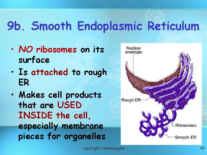 9 b. Smooth Endoplasmic Reticulum • NO ribosomes on its surface • Is attached