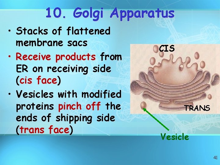 10. Golgi Apparatus • Stacks of flattened membrane sacs • Receive products from ER