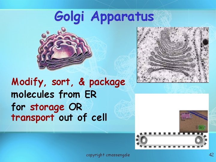 Golgi Apparatus Modify, sort, & package molecules from ER for storage OR transport out