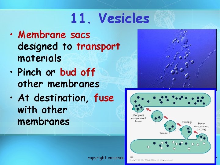 11. Vesicles • Membrane sacs designed to transport materials • Pinch or bud off