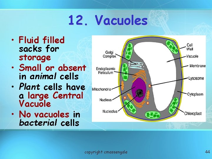 12. Vacuoles • Fluid filled sacks for storage • Small or absent in animal