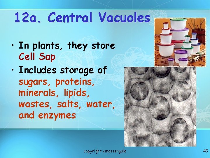 12 a. Central Vacuoles • In plants, they store Cell Sap • Includes storage