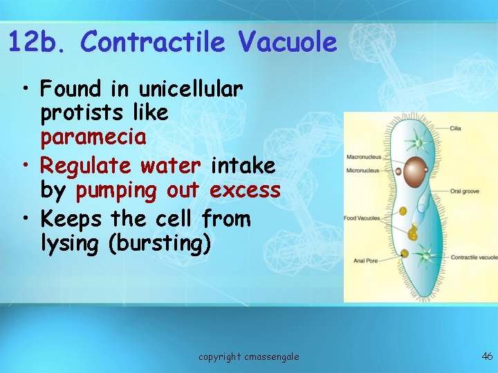 12 b. Contractile Vacuole • Found in unicellular protists like paramecia • Regulate water