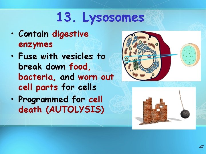 13. Lysosomes • Contain digestive enzymes • Fuse with vesicles to break down food,