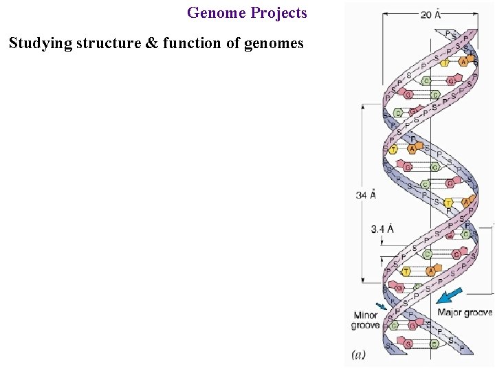 Genome Projects Studying structure & function of genomes 