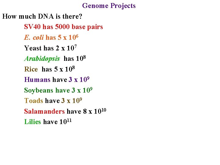 Genome Projects How much DNA is there? SV 40 has 5000 base pairs E.