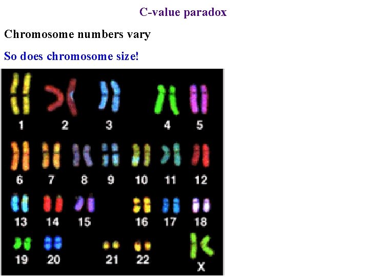 C-value paradox Chromosome numbers vary So does chromosome size! 