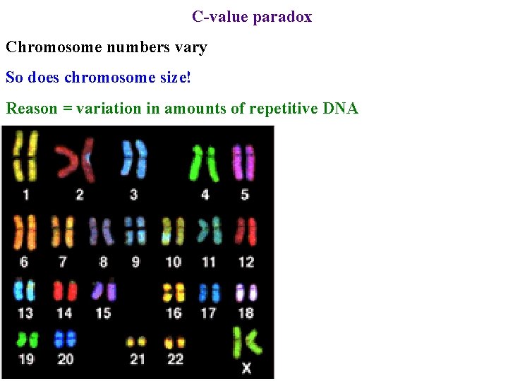 C-value paradox Chromosome numbers vary So does chromosome size! Reason = variation in amounts